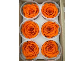 Preserved Orange Rose