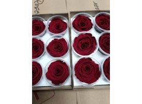 Preserved Red Roses