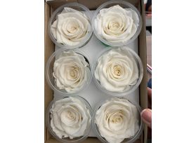 Preserved white Roses