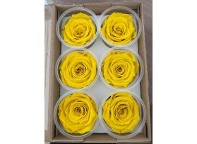 Preserved Yellow Roses