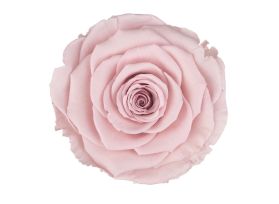 Preserved Blush Pink Roses