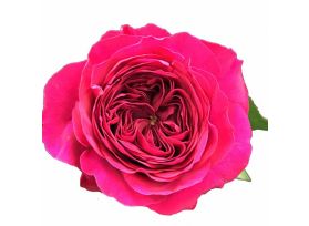 Garden Rose Darcey