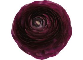 Ranunculus - Burgundy