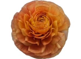 Ranunculus Cloni