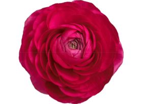 Ranunculus - hot pink