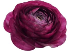 Ranunculus - Malva
