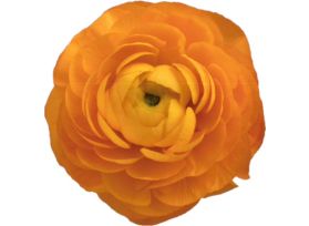 Ranunculus - orange