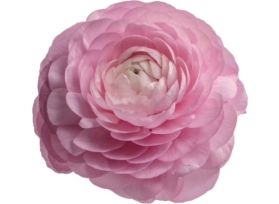 Ranunculus - pink