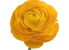 Ranunculus - yellow