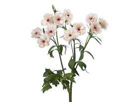 Ranunculus butterfly - Blush Pink