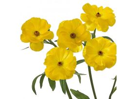 Ranunculus butterfly - Yellow