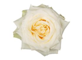 Rose Cream Candle Light