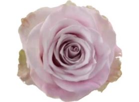Light Pink Rose Faith