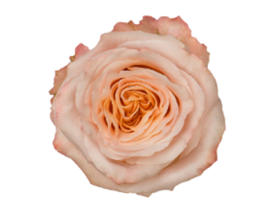 Peach rose Shimer