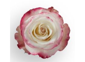 Pink Rose Sweetness