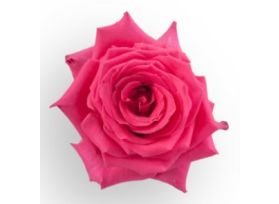Hot Pink Rose Full Monty