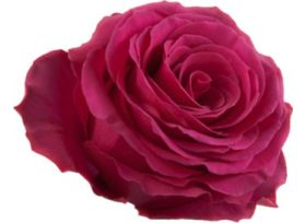 Hot Pink Rose Hot Spot