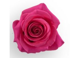 Hot Pink Rose Pink Floyd