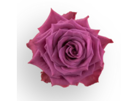Lavender Rose Blue Berry