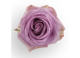 Lavender Rose Cool Water