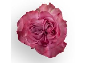 Lavender Rose Country Blue