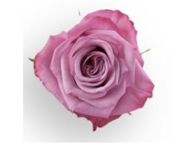 Lavender rose Moody Blue
