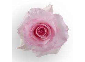 Light Pink Rose Christa