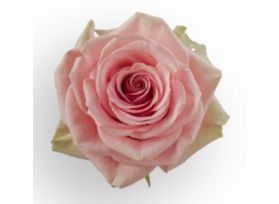Pink Rose Geraldine