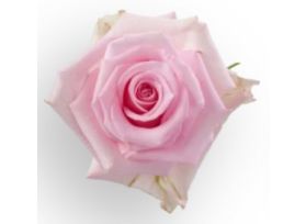 Blush Pink Rose Jessica