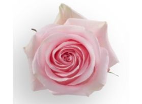 Light Pink Rose Luciano