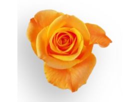 Orange Rose Aloha