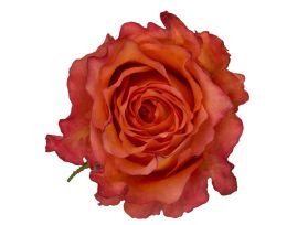 Orange  Rose Free Spirit