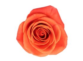 Orange Rose Orange Crush
