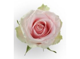 Pink Rose Fruteto