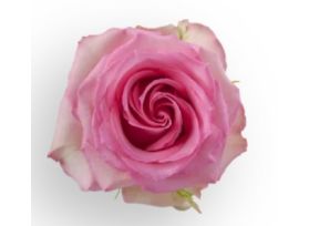 Pink Rose Sweet Unique