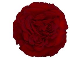 Red Rose Dark Red Heart