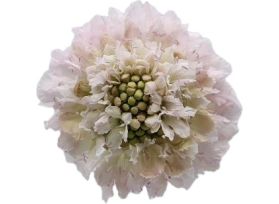 Scabiosa Baby Pink
