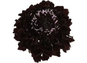 Scabiosa Purple