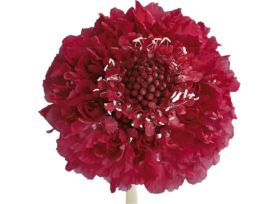 Scabiosa Lolli Pop