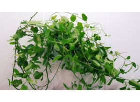 Smilax
