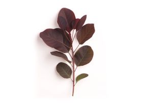Smoke Bush