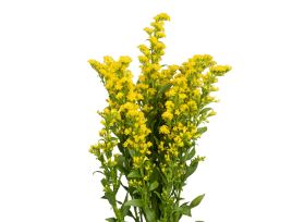 Solidago Morining Glory