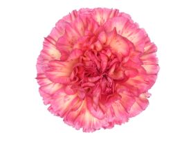 Spritz Sport Carnation