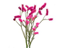 Statice — hot pink