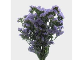 Statice — lavender