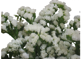 Statice — white