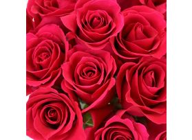Sweetheart Roses Hot Pink