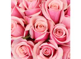 Sweetheart Roses Pink