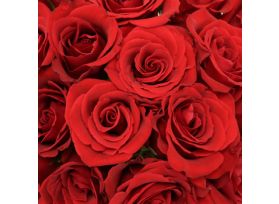 Sweetheart Roses Red