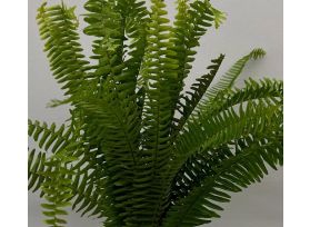 Sword Fern